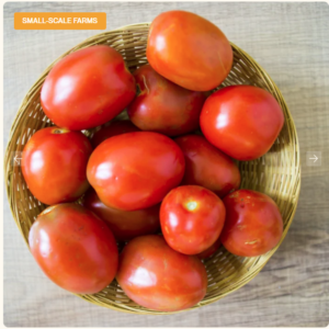 FRESH TOMATO