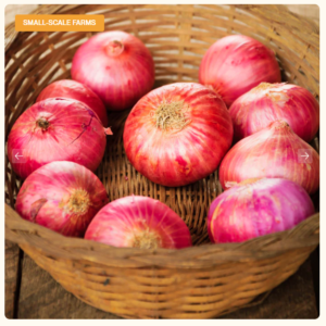 FRESH ONION
