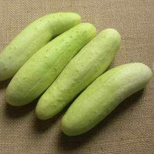 FRESH CUCUMBER