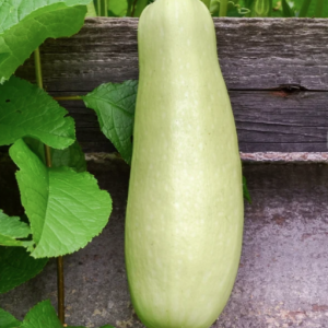 FRESH BOTTLE GOURD