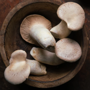 KING TRUMPET MUSHROOM