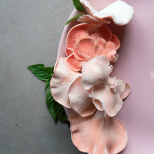 PINK OYSTER MUSHROOM